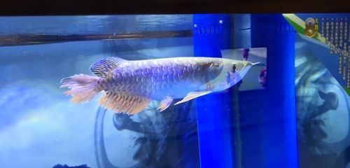清道夫魚可以和金龍魚一起養(yǎng)嗎（清道夫魚和金龍魚可以一起養(yǎng)嗎）