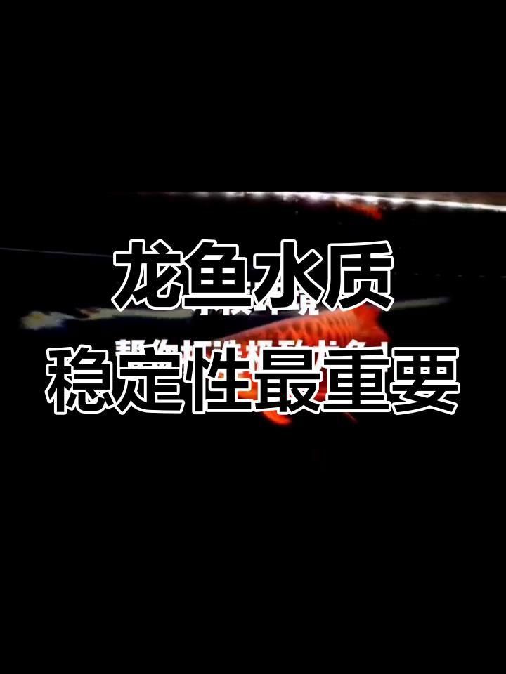紅龍魚適合的水質條件