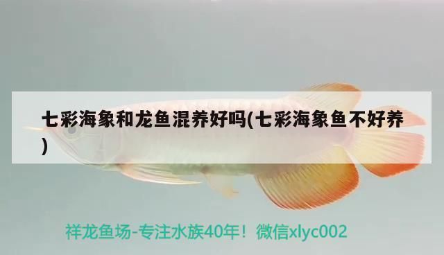 龍魚和海象可以混養嗎：七彩海象與龍魚混養的最佳水溫