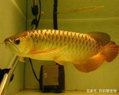 龍魚什么季節長得快（龍魚的生長速度受到哪些因素影響）