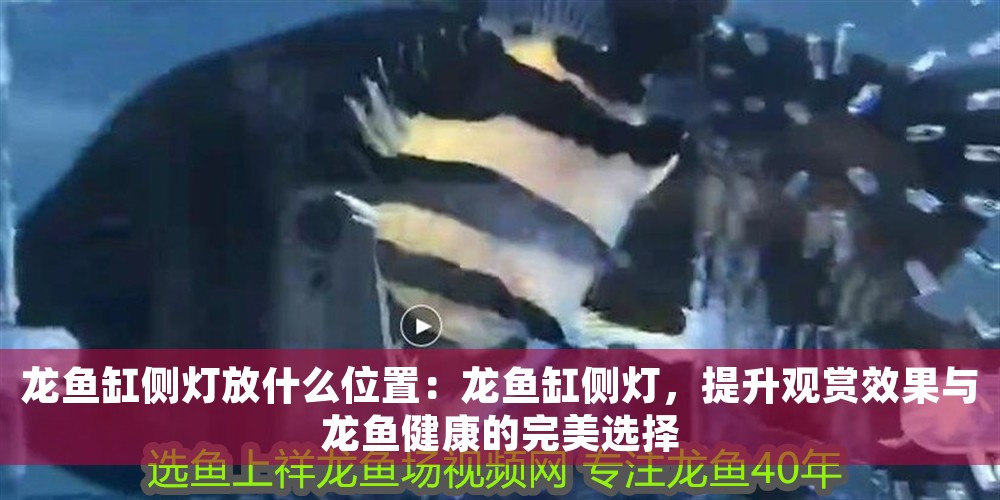 龍魚缸側燈放什么位置：龍魚缸側燈，提升觀賞效果與龍魚健康的完美選擇