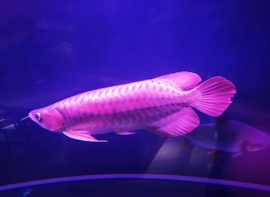 天然色素對(duì)龍魚(yú)體色的影響:天然色素對(duì)龍魚(yú)體色的影響是多方面的 龍魚(yú)百科 第3張 天然色素對(duì)龍魚(yú)體色的影響:天然色素對(duì)龍魚(yú)體色的影響是多方面的 天然色素對(duì)龍魚(yú)體色的影響:天然色素對(duì)龍魚(yú)體色的影響是多方面的 龍魚(yú)百科 第3張
