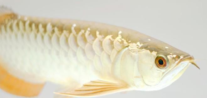 天然色素對(duì)龍魚(yú)體色的影響:天然色素對(duì)龍魚(yú)體色的影響是多方面的 龍魚(yú)百科 第5張 天然色素對(duì)龍魚(yú)體色的影響:天然色素對(duì)龍魚(yú)體色的影響是多方面的 天然色素對(duì)龍魚(yú)體色的影響:天然色素對(duì)龍魚(yú)體色的影響是多方面的 龍魚(yú)百科 第5張
