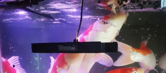 天然色素對(duì)龍魚(yú)體色的影響:天然色素對(duì)龍魚(yú)體色的影響是多方面的 龍魚(yú)百科 第4張 天然色素對(duì)龍魚(yú)體色的影響:天然色素對(duì)龍魚(yú)體色的影響是多方面的 天然色素對(duì)龍魚(yú)體色的影響:天然色素對(duì)龍魚(yú)體色的影響是多方面的 龍魚(yú)百科 第4張