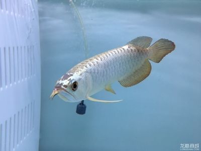 最便宜的龍魚(yú)幾元一條（最便宜的龍魚(yú)是什么？）