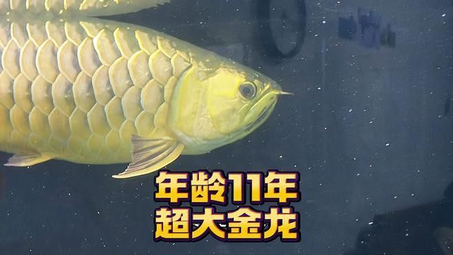 超大龍魚視頻播放