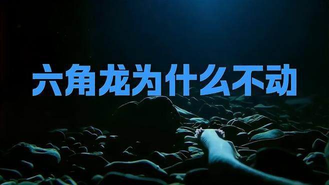 恐龍魚不愛游動(dòng)怎么回事
