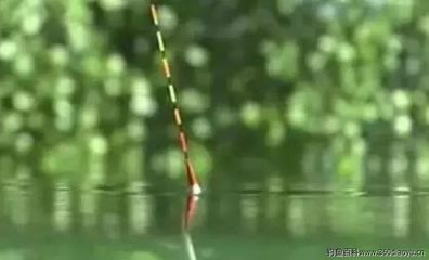 龍魚(yú)和虎魚(yú)怕鹽嗎為什么會(huì)死：龍魚(yú)和虎魚(yú)怕鹽嗎？為什么會(huì)死？