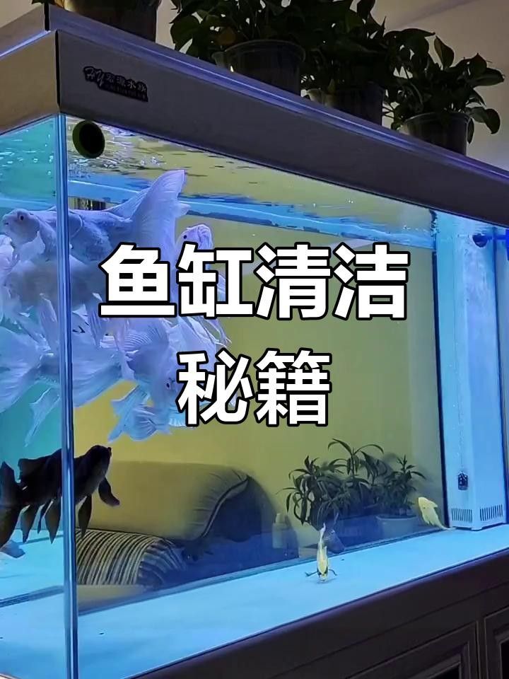 龍魚缸內(nèi)擺件如何清潔和維護？