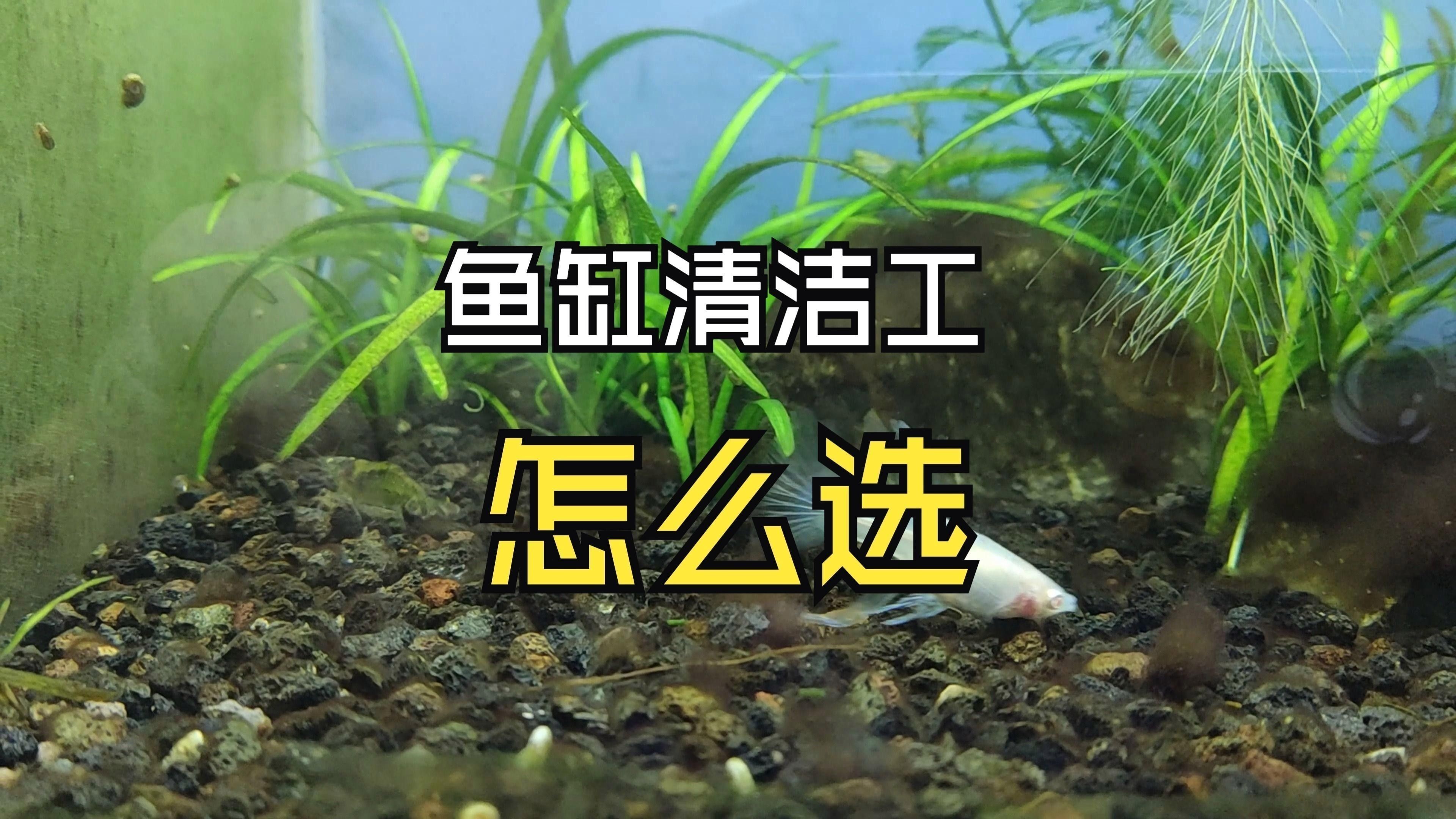 龍魚缸內(nèi)擺件如何清潔和維護？