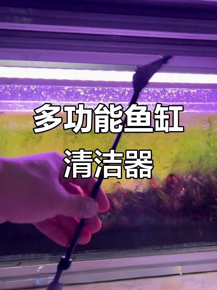 龍魚缸內(nèi)擺件如何清潔和維護？