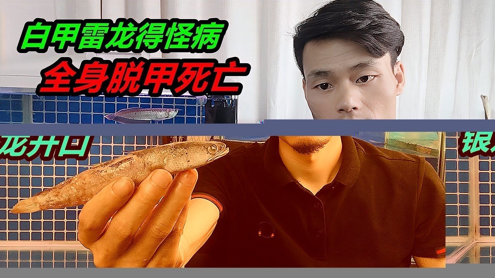 龍魚缸內(nèi)擺件如何清潔和維護？