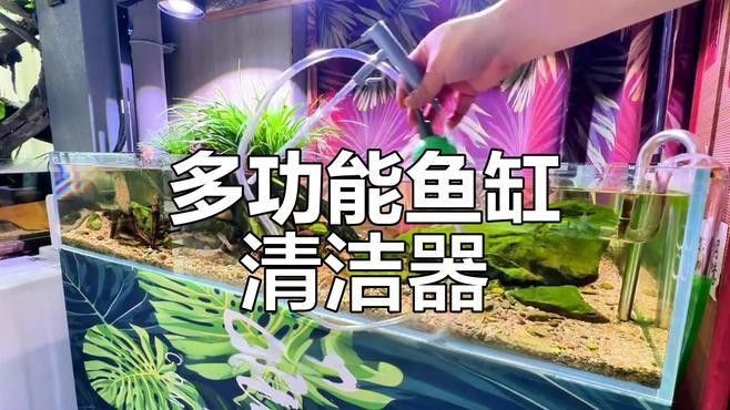 龍魚缸內(nèi)擺件如何清潔和維護？