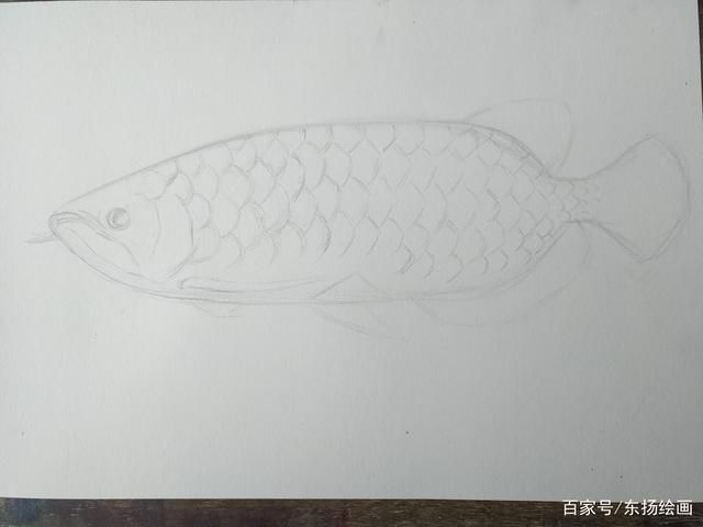 如何畫龍魚：彩鉛畫龍魚怎么畫？