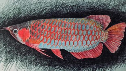 如何畫龍魚：彩鉛畫龍魚怎么畫？