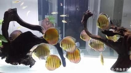 龍魚和鸚鵡魚不敢上來吃食的原因分析（龍魚不敢上來吃食的原因）