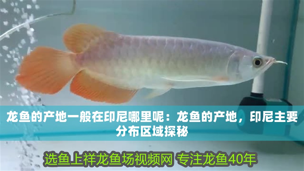 龍魚的產地一般在印尼哪里呢：龍魚的產地，印尼主要分布區域探秘