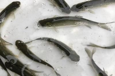 龍魚的產地一般在印尼哪里呢：龍魚的產地，印尼主要分布區域探秘