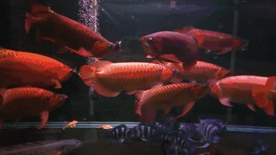 金龍魚超清壁紙豎屏（尋找金龍魚超清壁紙豎屏時）