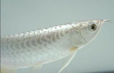極品白金龍魚多少錢：極品白金龍魚市場價(jià)格走勢
