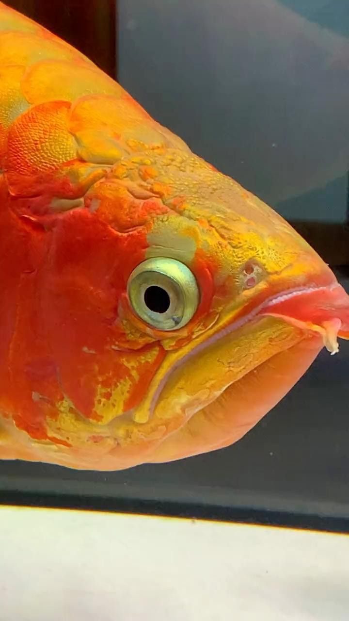 推薦一些高清的紅龍魚視頻資源