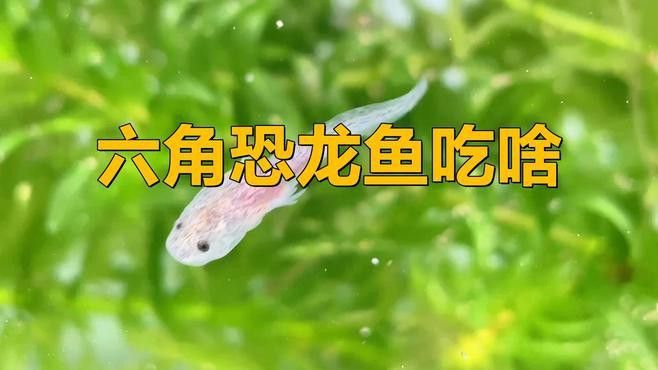 六角恐龍魚吃什么其他食物
