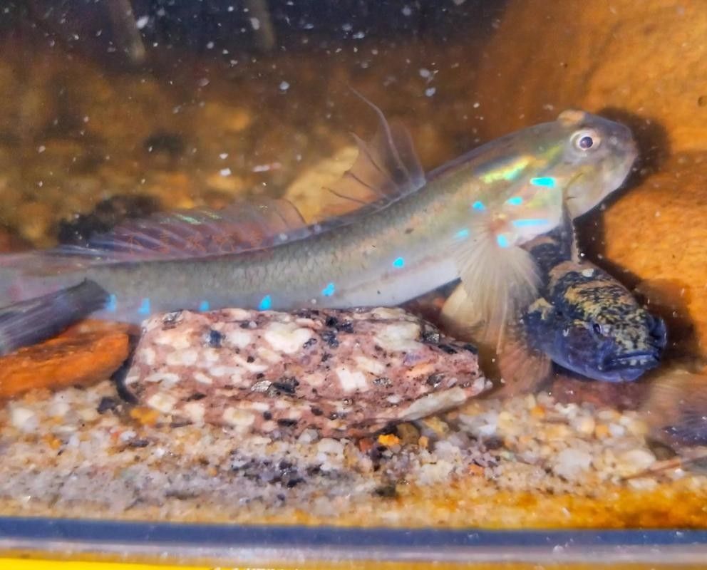 雷龍魚可以和蝦虎混養嗎圖片欣賞
