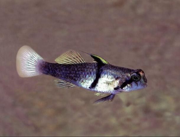 雷龍魚可以和蝦虎混養嗎圖片欣賞