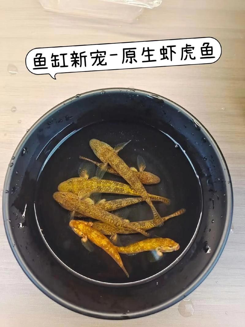 雷龍魚可以和蝦虎混養嗎圖片欣賞