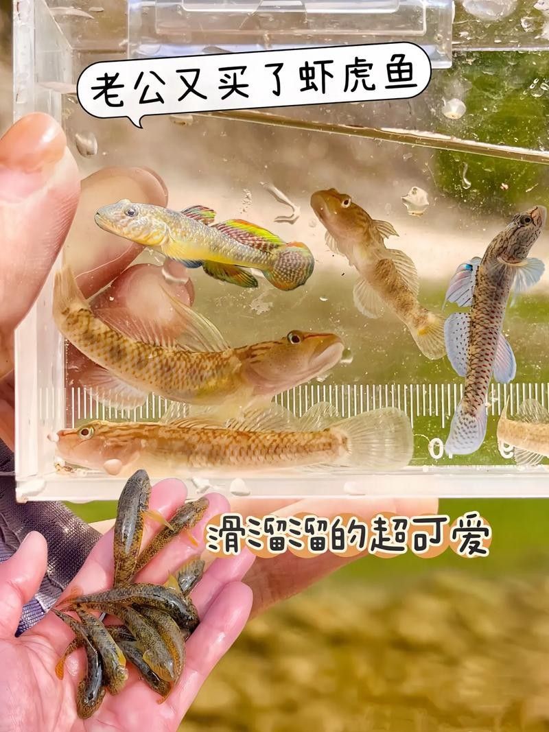 雷龍魚可以和蝦虎混養嗎圖片欣賞
