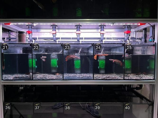 雷龍魚可以和蝦虎混養嗎圖片欣賞