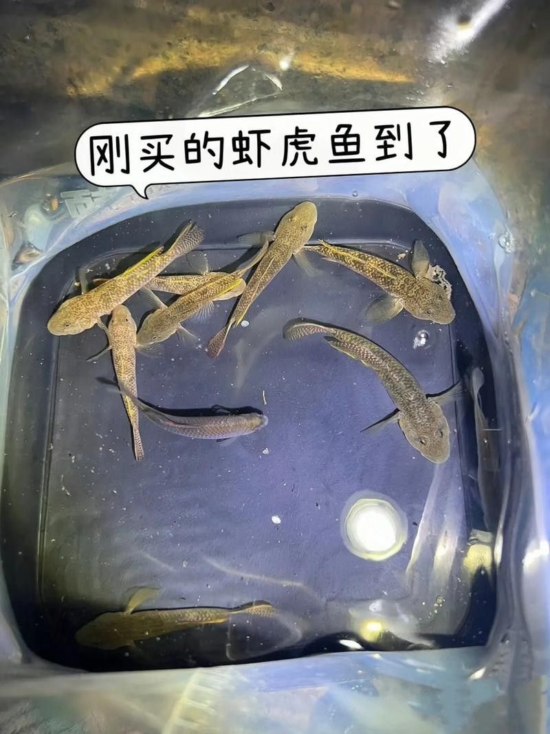 雷龍魚可以和蝦虎混養嗎圖片欣賞