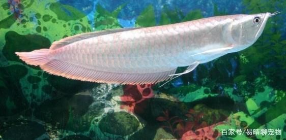 銀龍魚繁殖水質(zhì)調(diào)控技巧：銀龍魚繁殖后幼魚護(hù)理，銀龍魚繁殖環(huán)境布置