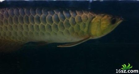 龍魚疾病預防措施是什么呢：龍魚疾病預防措施
