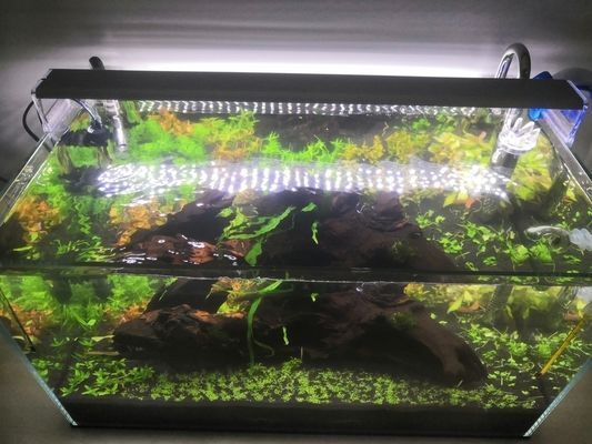 奈及利亞魚市價格對比：利亞魚市價格對比
