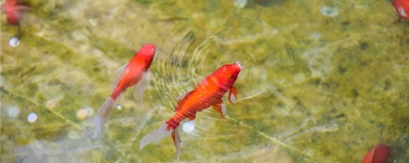 龍魚眼白膜病會傳染嗎？
