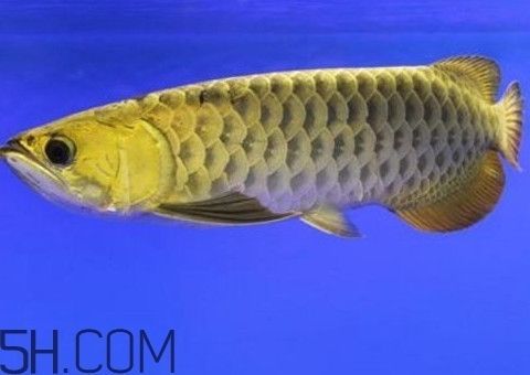 金龍魚產卵繁殖的奧秘（金龍魚產卵繁殖過程中疾病預防金龍魚幼魚護理常見誤區）
