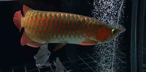 龍魚嘴巴總是不停的一張一合（龍魚嘴巴不停一張一合是怎么回事？）