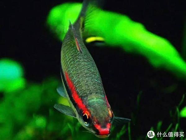 家庭養殖一眉道人魚的環境要求，