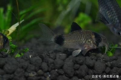 家庭養殖一眉道人魚的環境要求，
