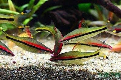 家庭養殖一眉道人魚的環境要求，