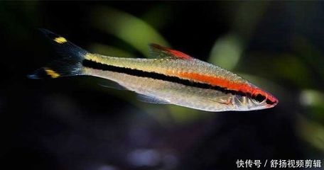 家庭養殖一眉道人魚的環境要求，