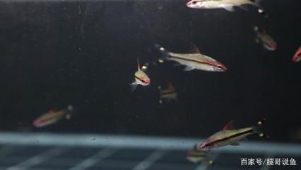 家庭養殖一眉道人魚的環境要求，
