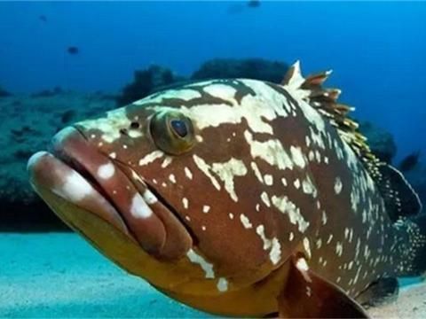 金龍魚雌雄同體（金龍魚不是雌雄同體，而是具有明確的雌雄性別）