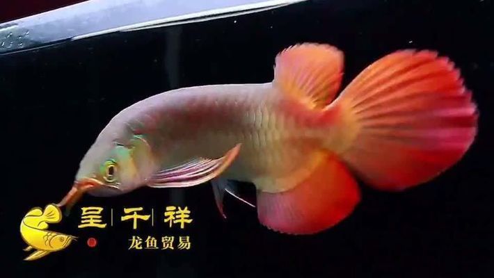 龍魚魚缸水位高度多少合適：養龍魚時水位高度的合適范圍