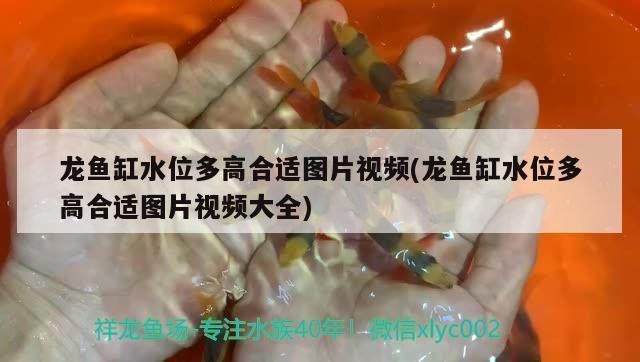 龍魚魚缸水位高度多少合適：養龍魚時水位高度的合適范圍