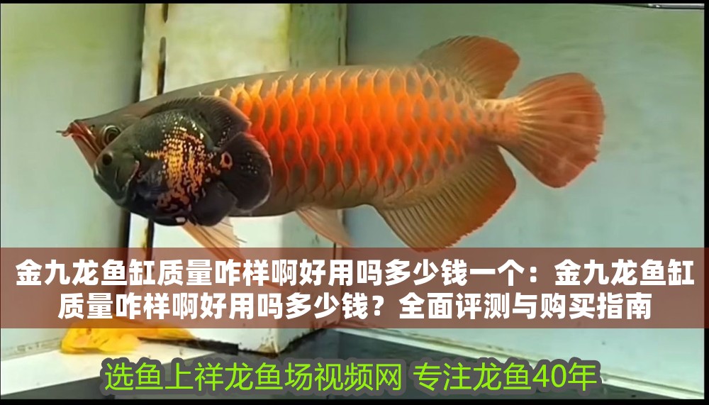 金九龍魚缸質量咋樣啊好用嗎多少錢一個：金九龍魚缸質量咋樣啊好用嗎多少錢？全面評測與購買指南