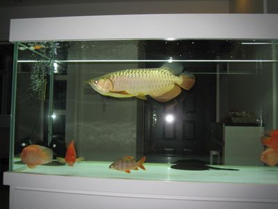 金龍魚需要多大的缸養，關于金龍魚所需魚缸尺寸的詳細信息