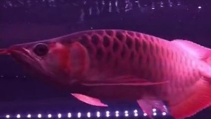 紅龍魚掉眼怎么辦圖片大全集（紅龍魚掉眼怎么辦圖片大全集視頻）