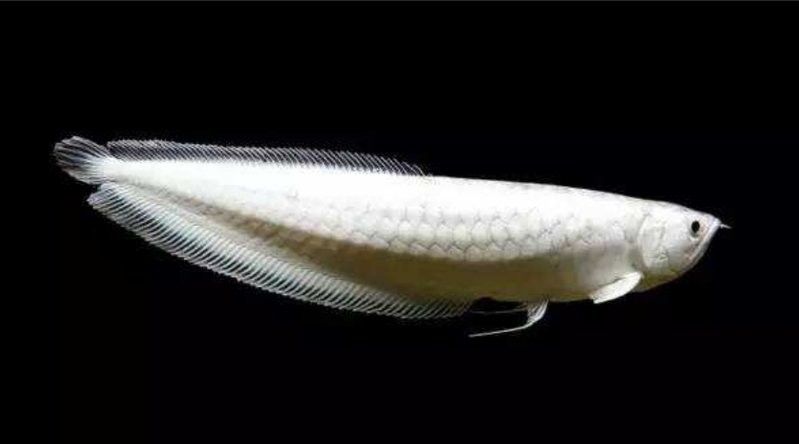 銀龍魚哪個顏色最有價值？